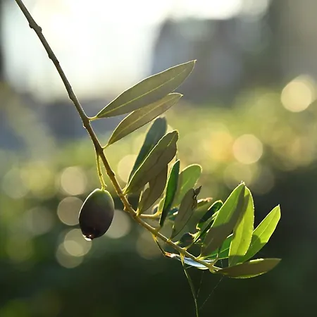 La Terrazza Sul Mangia Apartment