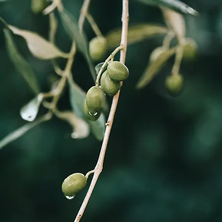 La Terrazza Sul Mangia Apartment *