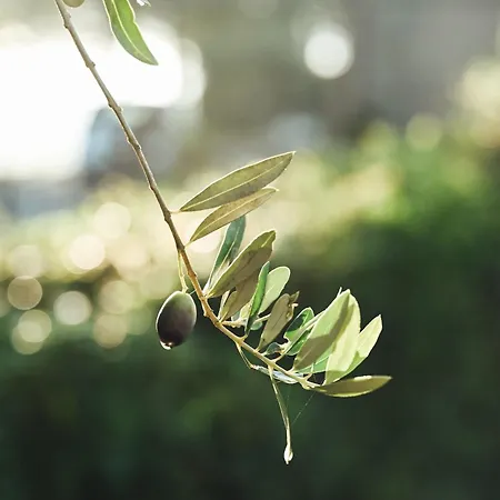 La Terrazza Sul Mangia *