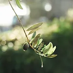 La Terrazza Sul Mangia *