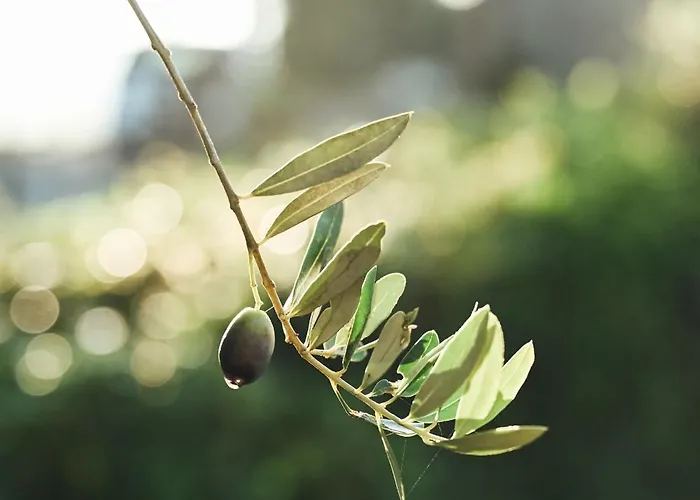 La Terrazza Sul Mangia *